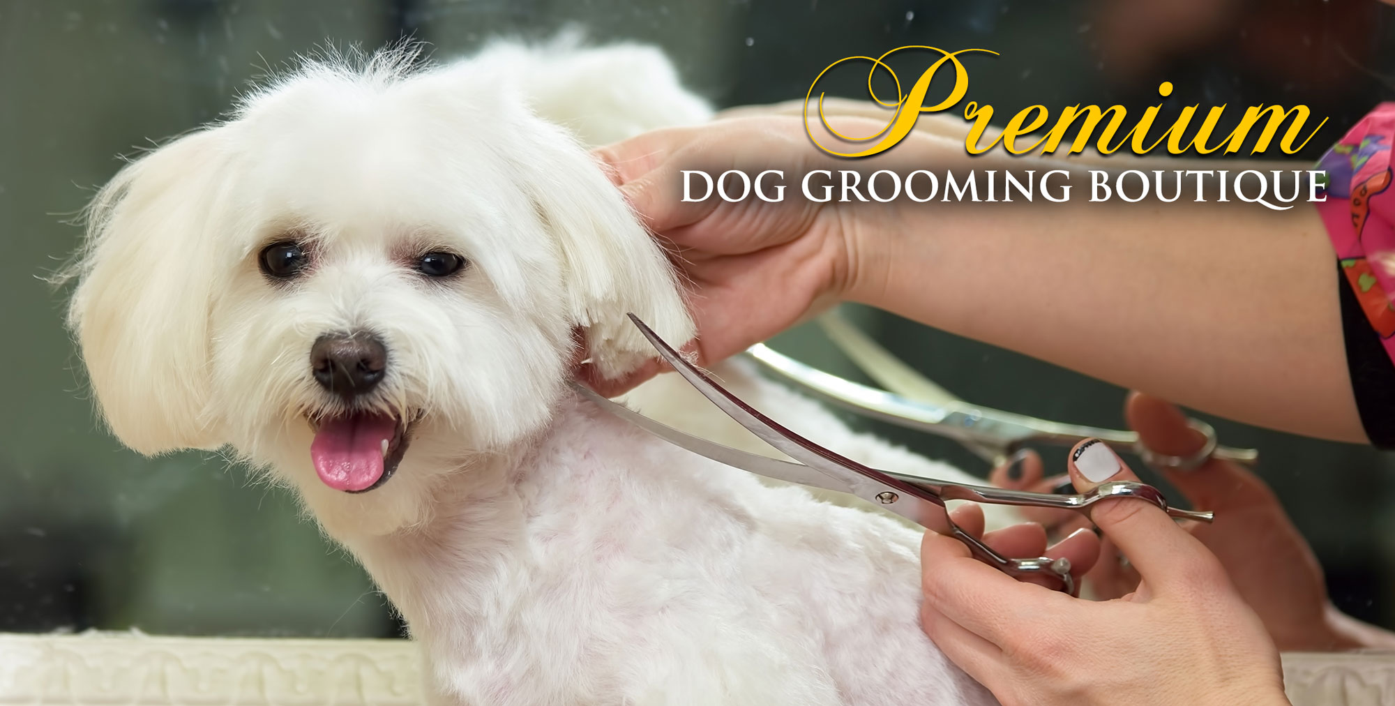 Dog Groomers Mornington | Dog Grooming Mornington | Dashing Designer Dogs Mornington | Dog grooming | Doggy Day Care | Dog Walking | Dog Groomers Mornington Peninsula