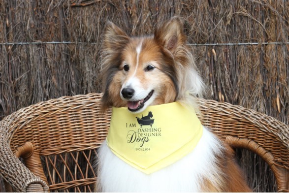 Dashing Designer Dogs Mornington Peninsula | Do Grroming | Blog