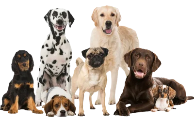 Top 5 Australia’s Most Popular Breeds