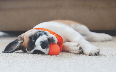 Top 5 Things To Do With Your Dog While Self-Isolating