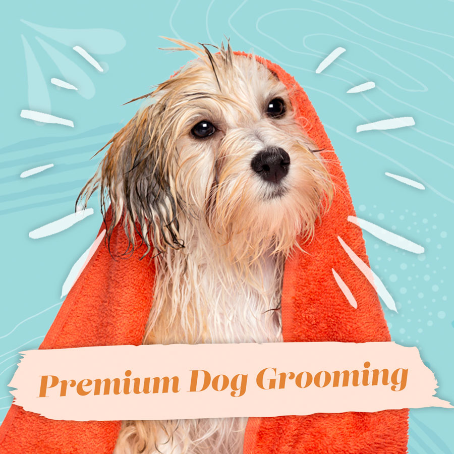 Dashing Designer Dogs Mornington Peninsula | Dog Grooming Mornington | Dog Groomers Mornington