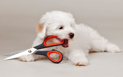 How to Prepare Your Puppy for Grooming