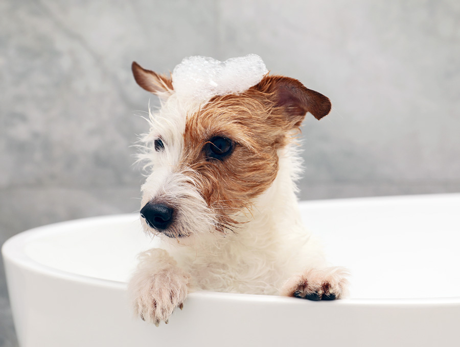 Dog Grooming Melbourne
