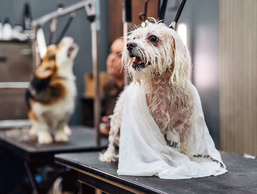 Dog Grooming Melbourne