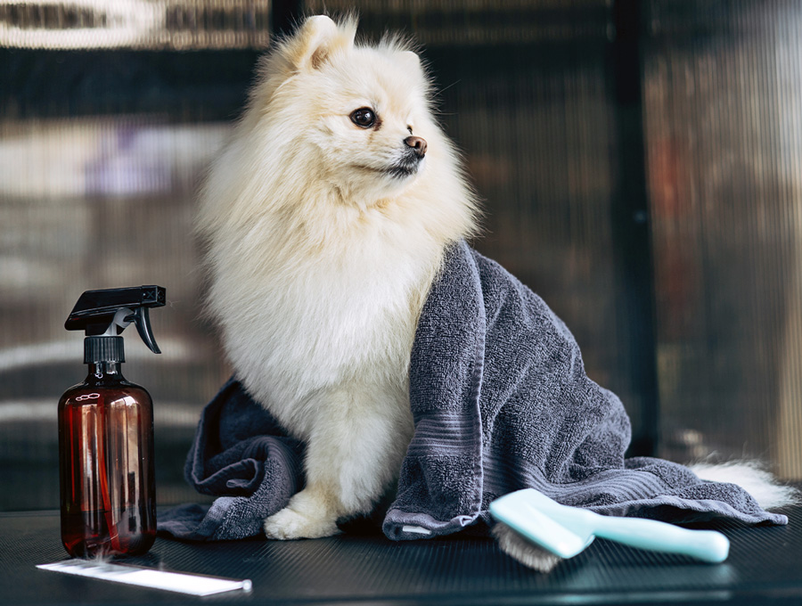 Dog Grooming Melbourne