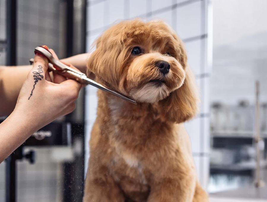 Dog Grooming Education | Melbourne | Dog Grooming Mornington