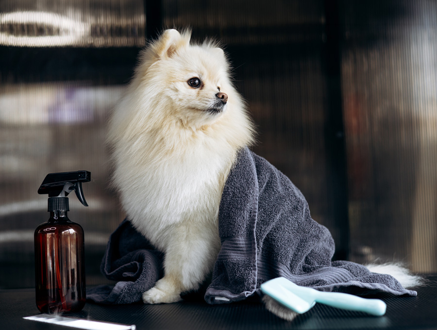Dog-Grooming-Mornington