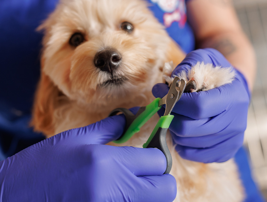Dog Grooming Melbourne