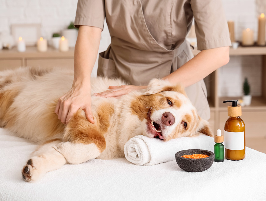 Dog Skin Care | Mornington Peninsula