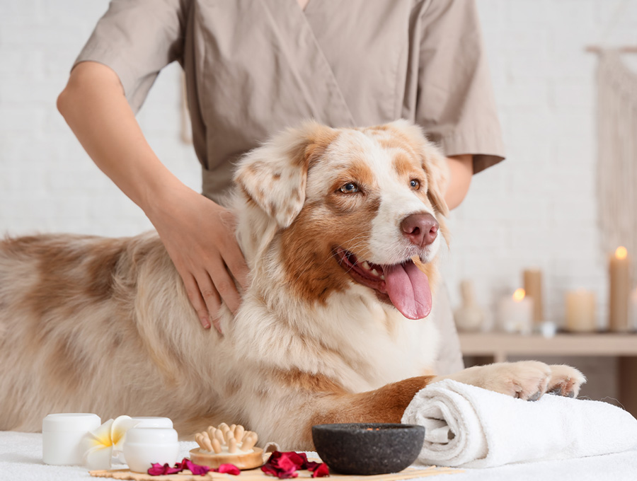 Dog Grooming Melbourne