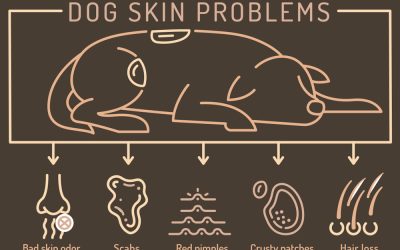 Why Skin Health Matters