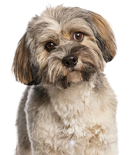 DIY Courses | Dog Grooming Courses | Dog Grooming Classes | Dog Grooming Mornington Peninsula | Dog Coat Care Mornington