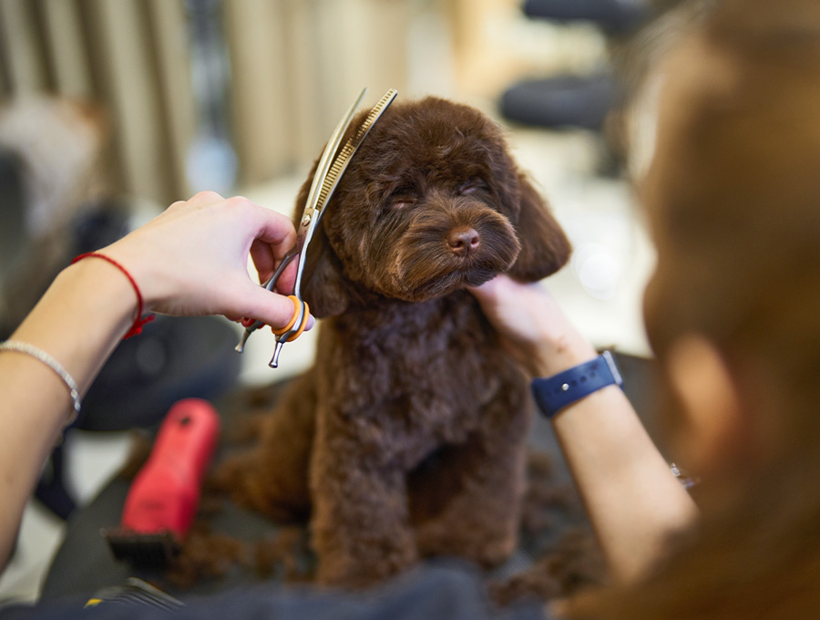 Dog Grooming Melbourne