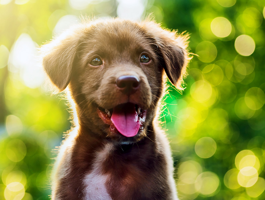 Dog-Grooming-Mornington