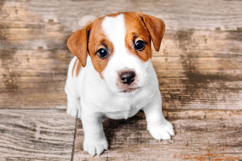 Puppy Grooming Melbourne