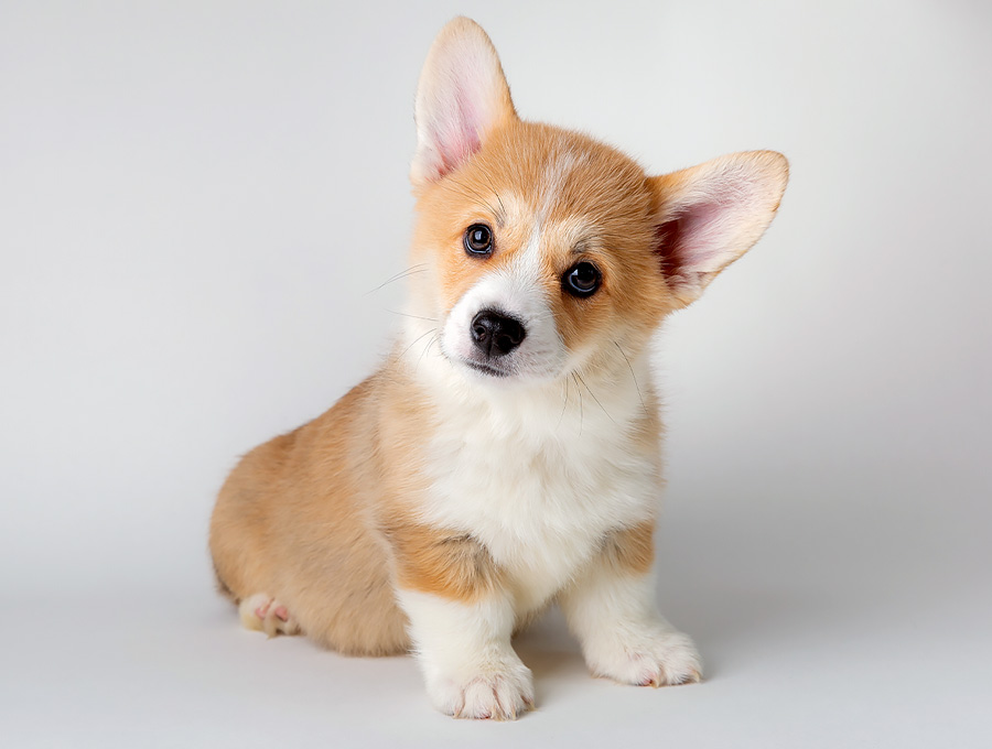 Dog-Grooming-Mornington
