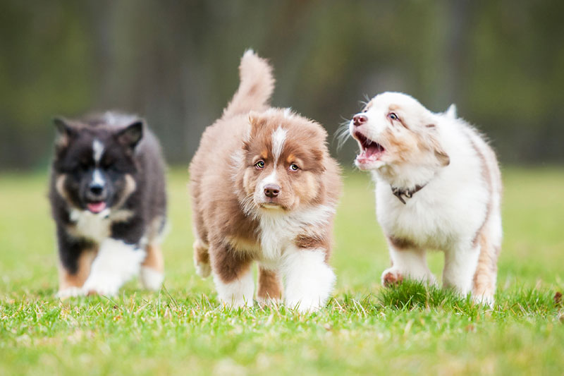 Puppy Grooming Melbourne