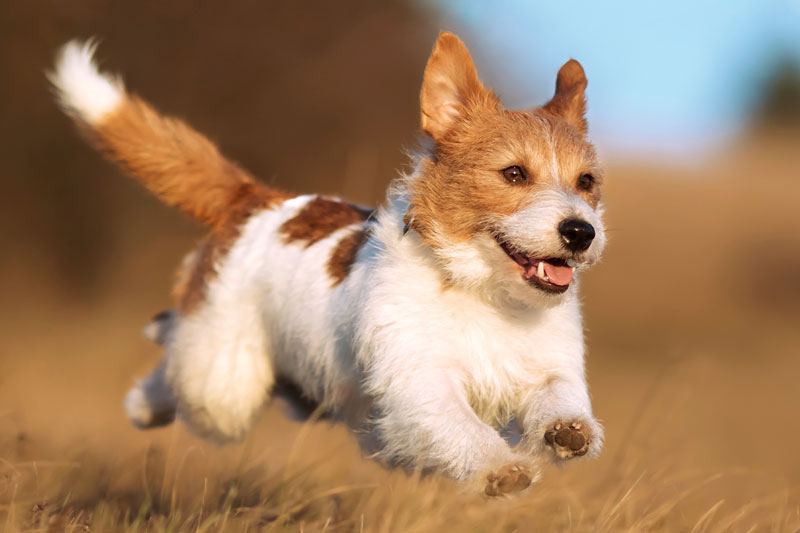 Puppy Grooming Melbourne