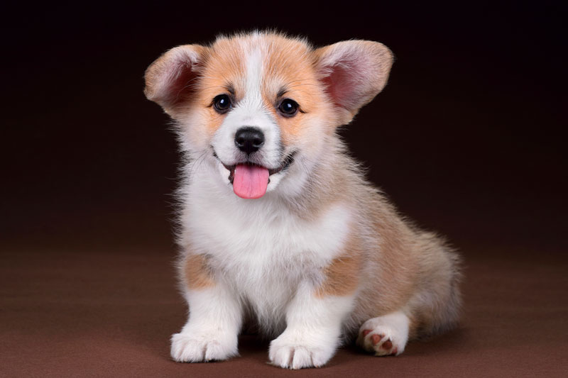 Puppy Grooming Melbourne