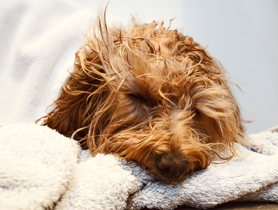 Dog Grooming Melbourne