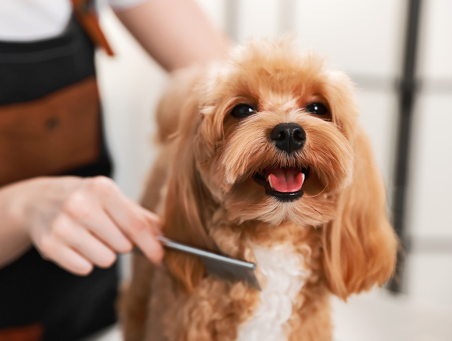 Puppy Grooming Mornington Peninsula