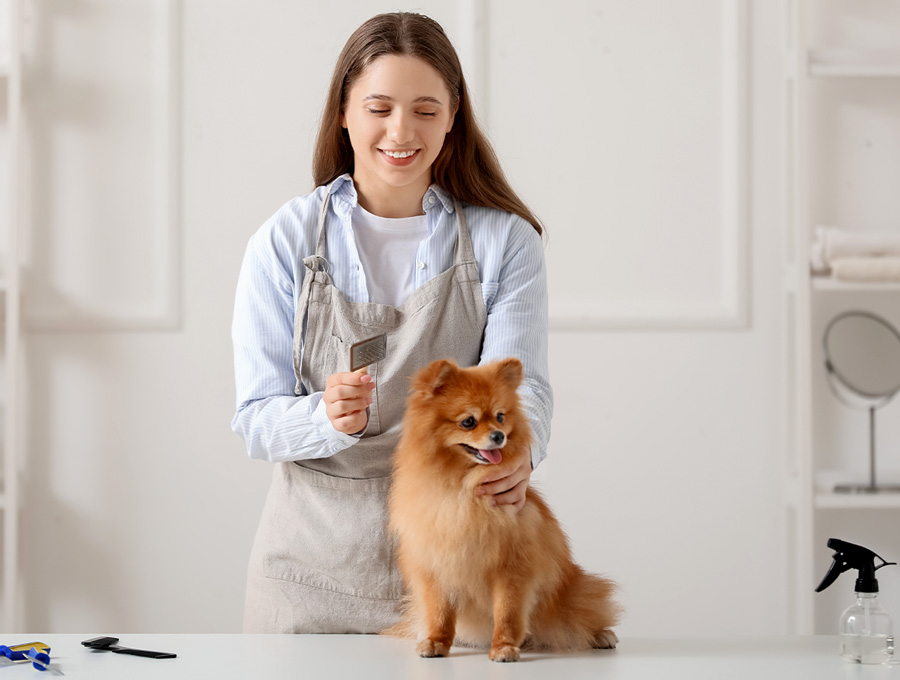 Dog-Grooming-Mornington