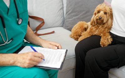 Working Alongside Your Veterinarian