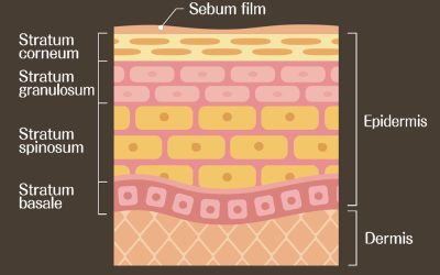 Understanding the Skin Barrier